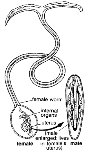 Иллюстрация к книге — Биология для тех, кто хочет понять и простить самку богомола [i_085.jpg]