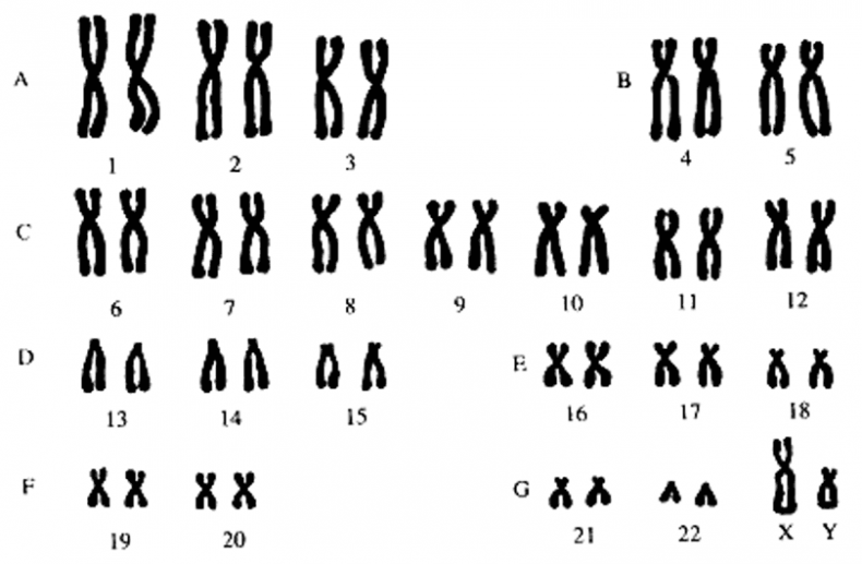 Иллюстрация к книге — Биология для тех, кто хочет понять и простить самку богомола [i_087.jpg]