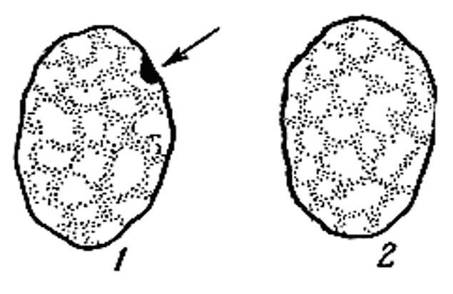 Иллюстрация к книге — Биология для тех, кто хочет понять и простить самку богомола [i_090.jpg]