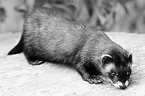 Иллюстрация к книге — Биология для тех, кто хочет понять и простить самку богомола [i_092.jpg]