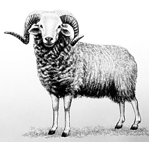 Иллюстрация к книге — Биология для тех, кто хочет понять и простить самку богомола [i_093.jpg]