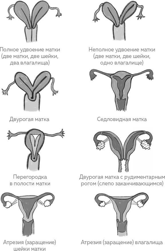 Иллюстрация к книге — Ab Ovo. Путеводитель для будущих мам: об особенностях женской половой системы, зачатии и сохранении беременности [img_11.jpg]