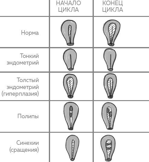 Иллюстрация к книге — Ab Ovo. Путеводитель для будущих мам: об особенностях женской половой системы, зачатии и сохранении беременности [img_12.jpg]