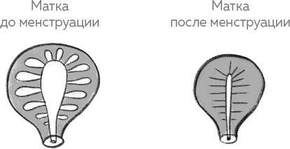 Иллюстрация к книге — Ab Ovo. Путеводитель для будущих мам: об особенностях женской половой системы, зачатии и сохранении беременности [img_13.jpg]