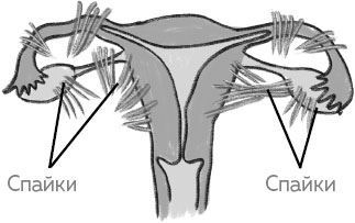 Иллюстрация к книге — Ab Ovo. Путеводитель для будущих мам: об особенностях женской половой системы, зачатии и сохранении беременности [img_15.jpg]