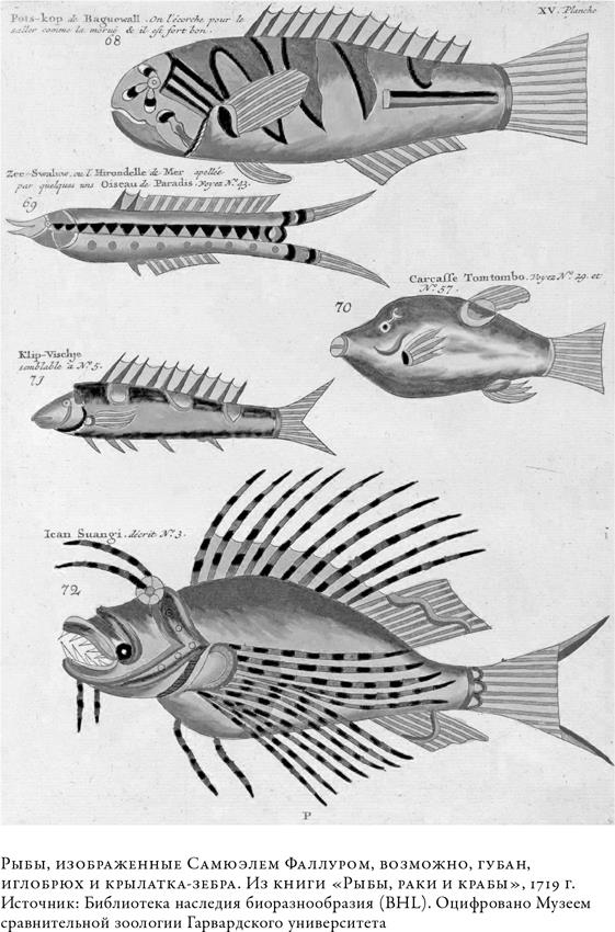 Иллюстрация к книге — О чём молчат рыбы. Путеводитель по жизни морских обитателей [i_037.jpg]