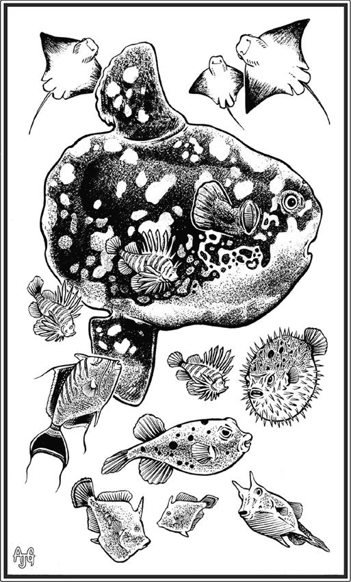 Иллюстрация к книге — О чём молчат рыбы. Путеводитель по жизни морских обитателей [i_063.jpg]