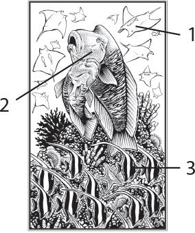 Иллюстрация к книге — О чём молчат рыбы. Путеводитель по жизни морских обитателей [i_100.jpg]