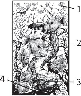 Иллюстрация к книге — О чём молчат рыбы. Путеводитель по жизни морских обитателей [i_101.jpg]