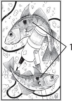 Иллюстрация к книге — О чём молчат рыбы. Путеводитель по жизни морских обитателей [i_104.jpg]