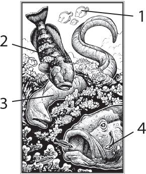 Иллюстрация к книге — О чём молчат рыбы. Путеводитель по жизни морских обитателей [i_105.jpg]