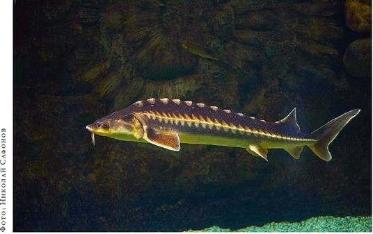 Иллюстрация к книге — О чём молчат рыбы. Путеводитель по жизни морских обитателей [i_106.jpg]