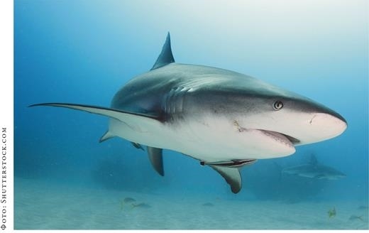 Иллюстрация к книге — О чём молчат рыбы. Путеводитель по жизни морских обитателей [i_111.jpg]