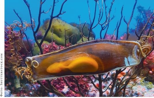 Иллюстрация к книге — О чём молчат рыбы. Путеводитель по жизни морских обитателей [i_112.jpg]