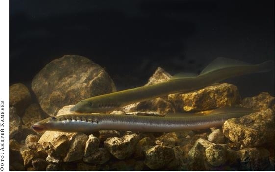 Иллюстрация к книге — О чём молчат рыбы. Путеводитель по жизни морских обитателей [i_114.jpg]