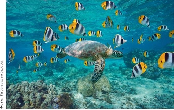 Иллюстрация к книге — О чём молчат рыбы. Путеводитель по жизни морских обитателей [i_115.jpg]