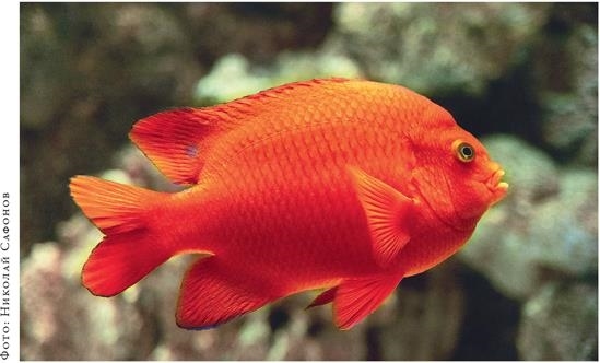 Иллюстрация к книге — О чём молчат рыбы. Путеводитель по жизни морских обитателей [i_117.jpg]