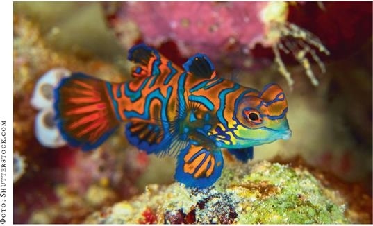 Иллюстрация к книге — О чём молчат рыбы. Путеводитель по жизни морских обитателей [i_119.jpg]