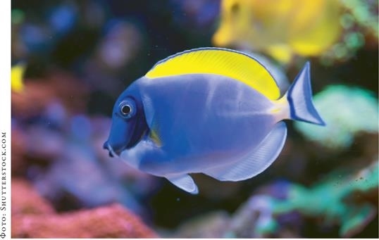 Иллюстрация к книге — О чём молчат рыбы. Путеводитель по жизни морских обитателей [i_120.jpg]