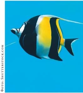 Иллюстрация к книге — О чём молчат рыбы. Путеводитель по жизни морских обитателей [i_122.jpg]