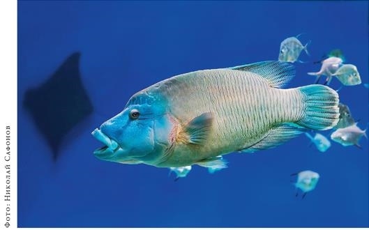 Иллюстрация к книге — О чём молчат рыбы. Путеводитель по жизни морских обитателей [i_124.jpg]