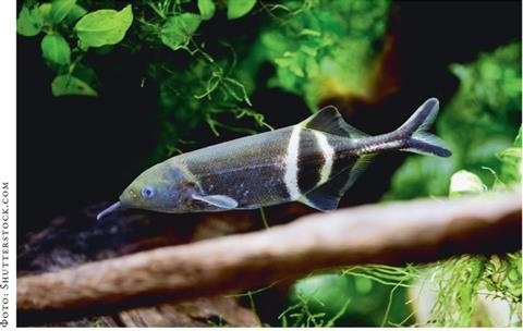 Иллюстрация к книге — О чём молчат рыбы. Путеводитель по жизни морских обитателей [i_127.jpg]