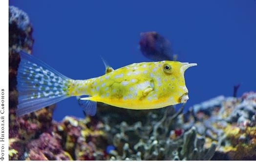 Иллюстрация к книге — О чём молчат рыбы. Путеводитель по жизни морских обитателей [i_130.jpg]