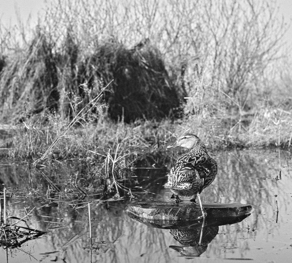 Иллюстрация к книге — Про тайгу и про охоту. Воспоминания, рекомендации, извлечения [image111_5735fab1dc276e0600cbc051_jpg.jpg]
