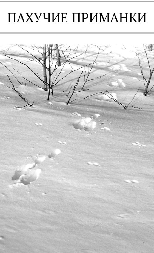 Иллюстрация к книге — Про тайгу и про охоту. Воспоминания, рекомендации, извлечения [image127_5c7d73bdeb123906002ac458_jpg.jpg]