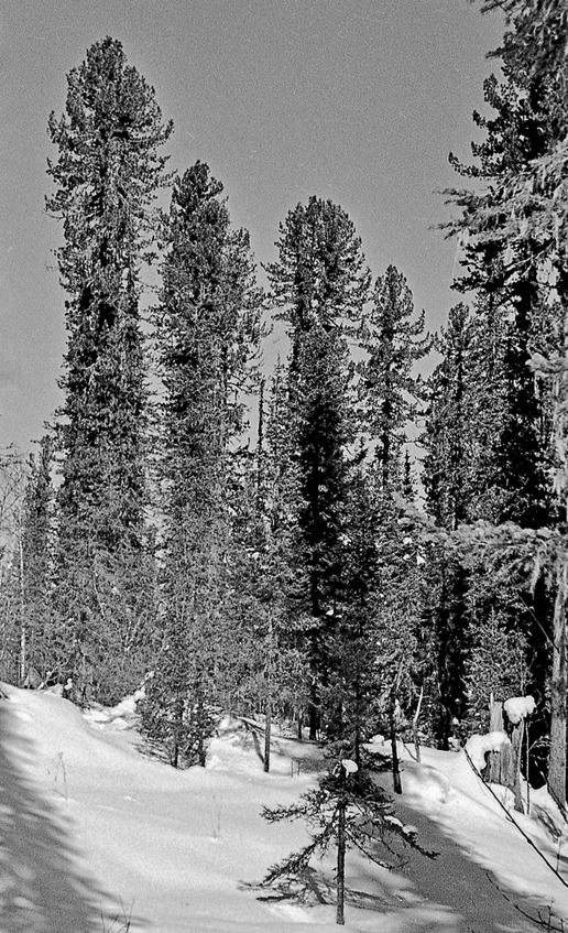 Иллюстрация к книге — Про тайгу и про охоту. Воспоминания, рекомендации, извлечения [image78_5c74334b0801b10600308ca2_jpg.jpg]