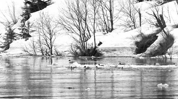 Иллюстрация к книге — Моя тропа. Очерки о природе [image14_56a65bb2968e7b4f36648845_jpg.jpg]