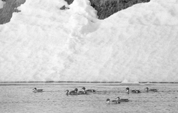 Иллюстрация к книге — Моя тропа. Очерки о природе [image15_56a65c06968e7b4f36648871_jpg.jpg]