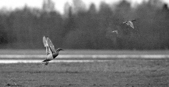 Иллюстрация к книге — Моя тропа. Очерки о природе [image20_5c4f3cac18a8de0700fce938_jpg.jpg]