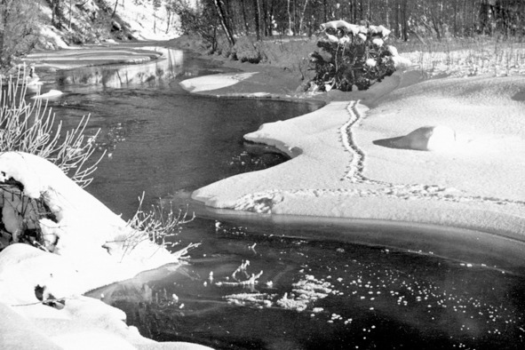 Иллюстрация к книге — Моя тропа. Очерки о природе [image35_56a901cfe2a0fb0500ca9396_jpg.jpg]