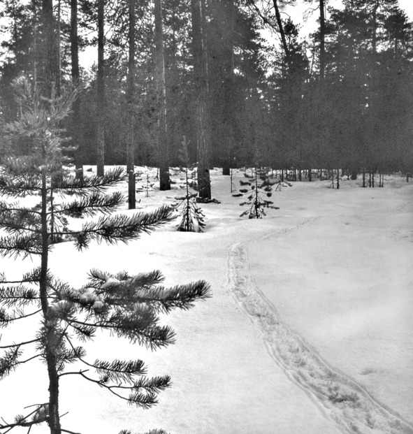 Иллюстрация к книге — Моя тропа. Очерки о природе [image43_5c4b2ff47e8bba07001cc019_jpg.jpg]