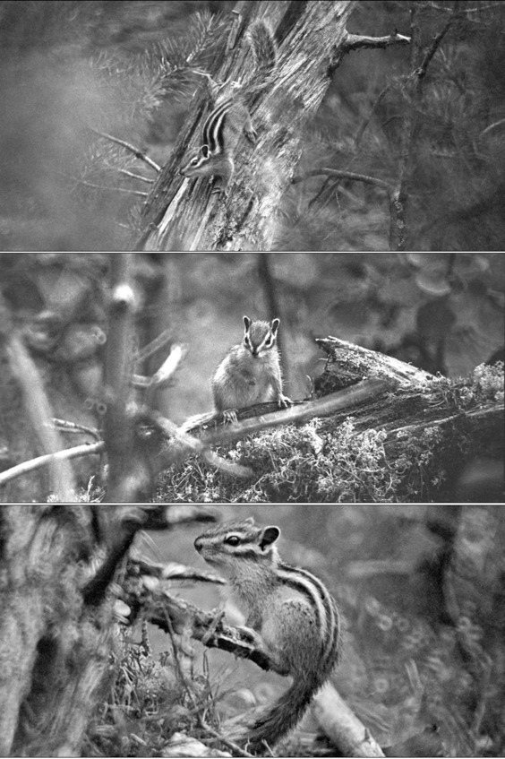 Иллюстрация к книге — Моя тропа. Очерки о природе [image45_56a91109e2a0fb0500caa607_jpg.jpg]