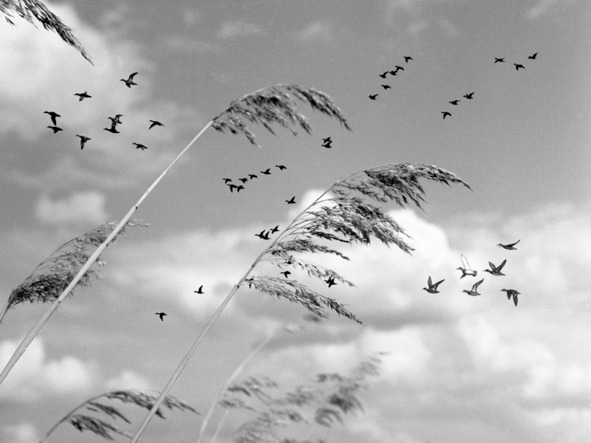 Иллюстрация к книге — Моя тропа. Очерки о природе [image71_56a9e62ce2a0fb0500cb15ea_jpg.jpg]