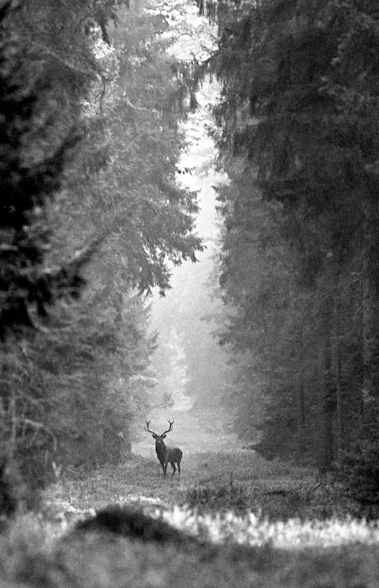 Иллюстрация к книге — Моя тропа. Очерки о природе [image79_5c4b38a8ba788f07003f58a6_jpg.jpg]