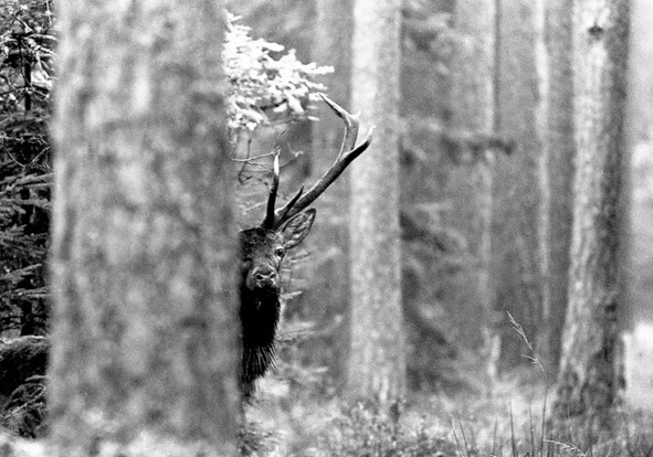 Иллюстрация к книге — Моя тропа. Очерки о природе [image80_56bf019d0d1a390500ee9461_jpg.jpg]