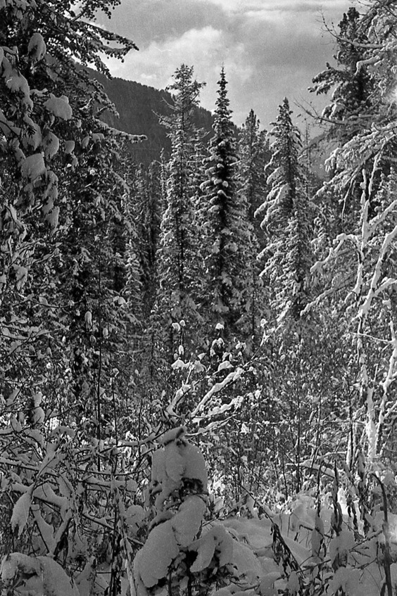 Иллюстрация к книге — Моя тропа. Очерки о природе [image83_5c5c76bd67fdf40600a6ed55_jpg.jpg]