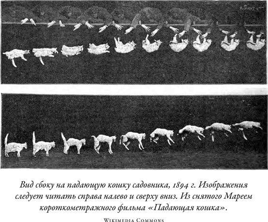 Иллюстрация к книге — Загадка падающей кошки и фундаментальная физика [i_019.jpg]
