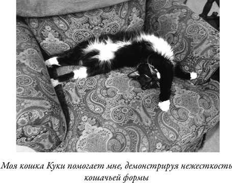 Иллюстрация к книге — Загадка падающей кошки и фундаментальная физика [i_023.jpg]