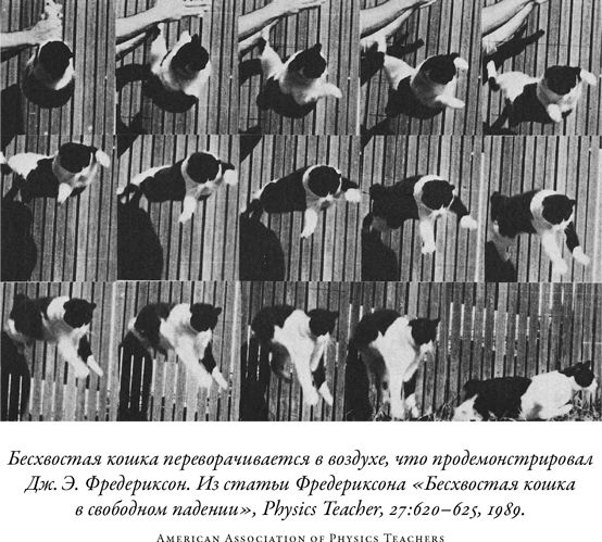Иллюстрация к книге — Загадка падающей кошки и фундаментальная физика [i_028.jpg]