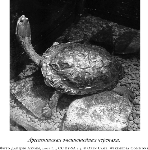 Иллюстрация к книге — Загадка падающей кошки и фундаментальная физика [i_045.jpg]