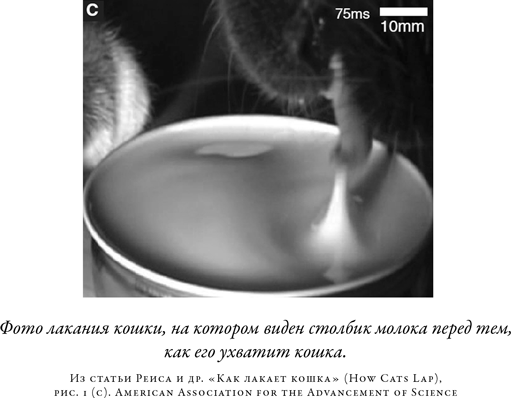 Иллюстрация к книге — Загадка падающей кошки и фундаментальная физика [i_054.jpg]