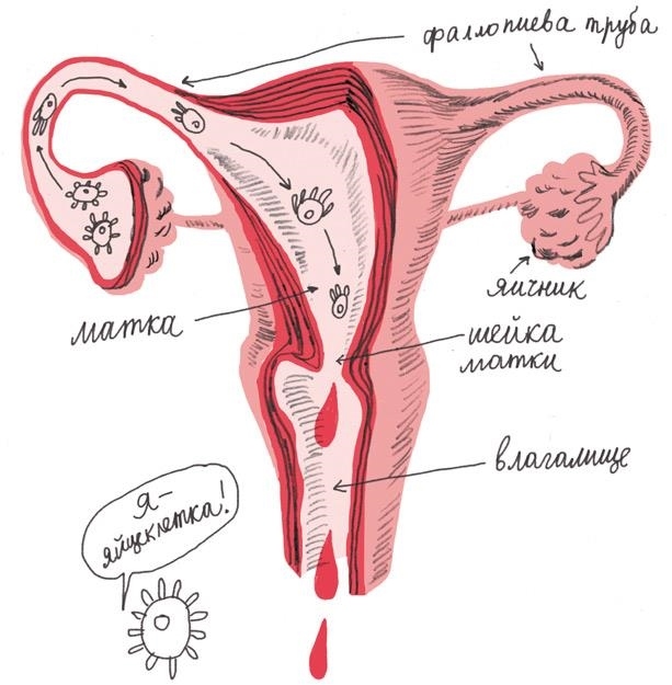 Иллюстрация к книге — Месячные – твоё личное приключение! [i_010.jpg]