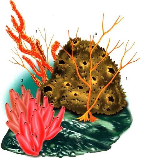 Иллюстрация к книге — В морях и океанах [i_005.jpg]