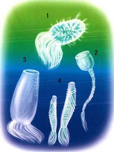 Иллюстрация к книге — В морях и океанах [i_007.jpg]