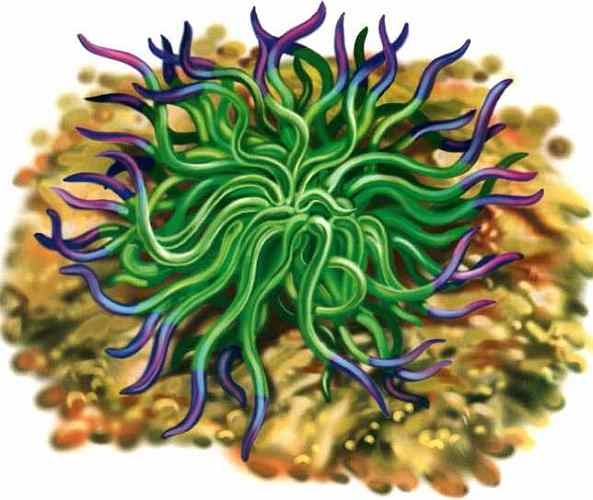 Иллюстрация к книге — В морях и океанах [i_008.jpg]