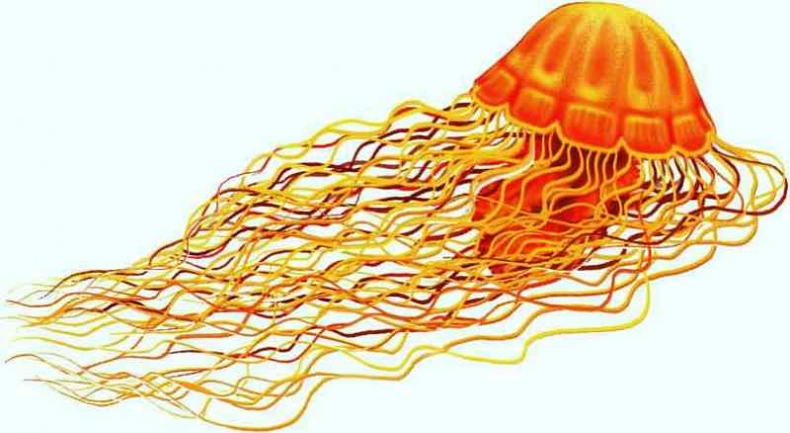 Иллюстрация к книге — В морях и океанах [i_016.jpg]